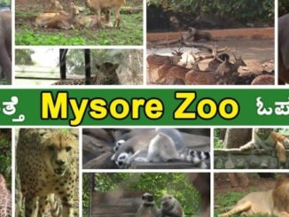 mysore zoo location